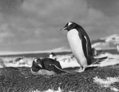 Gentoo penguin guards its nesting mate, 1948. NAA: A1200, L11912