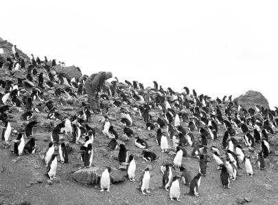 Australian among the penguins on Heard Island, 1948. NAA: A1200, L10039