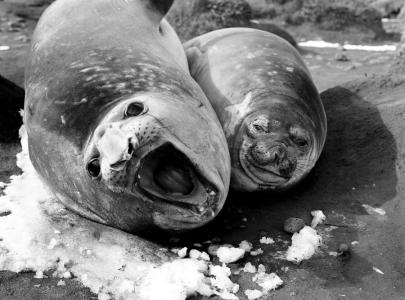 Sea Lion and cub photographed by David Eastman, 1948. NAA: A1200, L10037