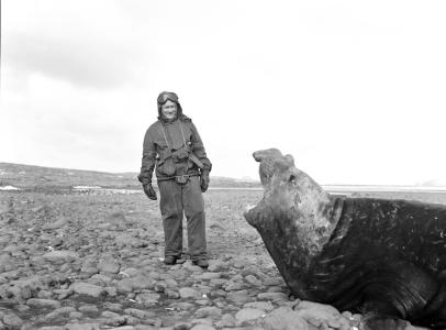 Australian and Sea Lion photographed by David Eastman on Heard Island, 1948. NAA: A1200, L10036