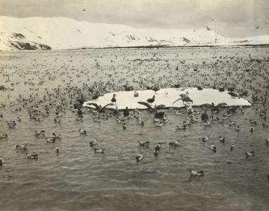 Birds at Kerguelen Island, 1901-1936. NAA: A14518, H7924