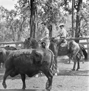 Prince Charles on horseback among cattle.