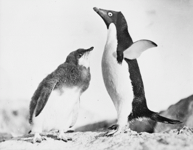 An Adelie Penguin and half-grown chick, 1912 NAA: M584, 5