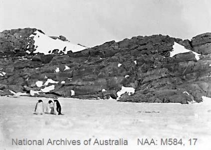 Three Adelie Penguins standing in the snow, circa 1911 NAA: M584, 17 