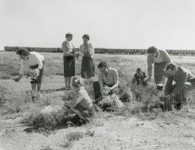 Passengers from the Indian Pacific train gather wildflowers. The stationary Indian Pacific can be seen behind them.