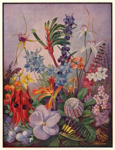 An illustration of colourful Australian wild-flowers.